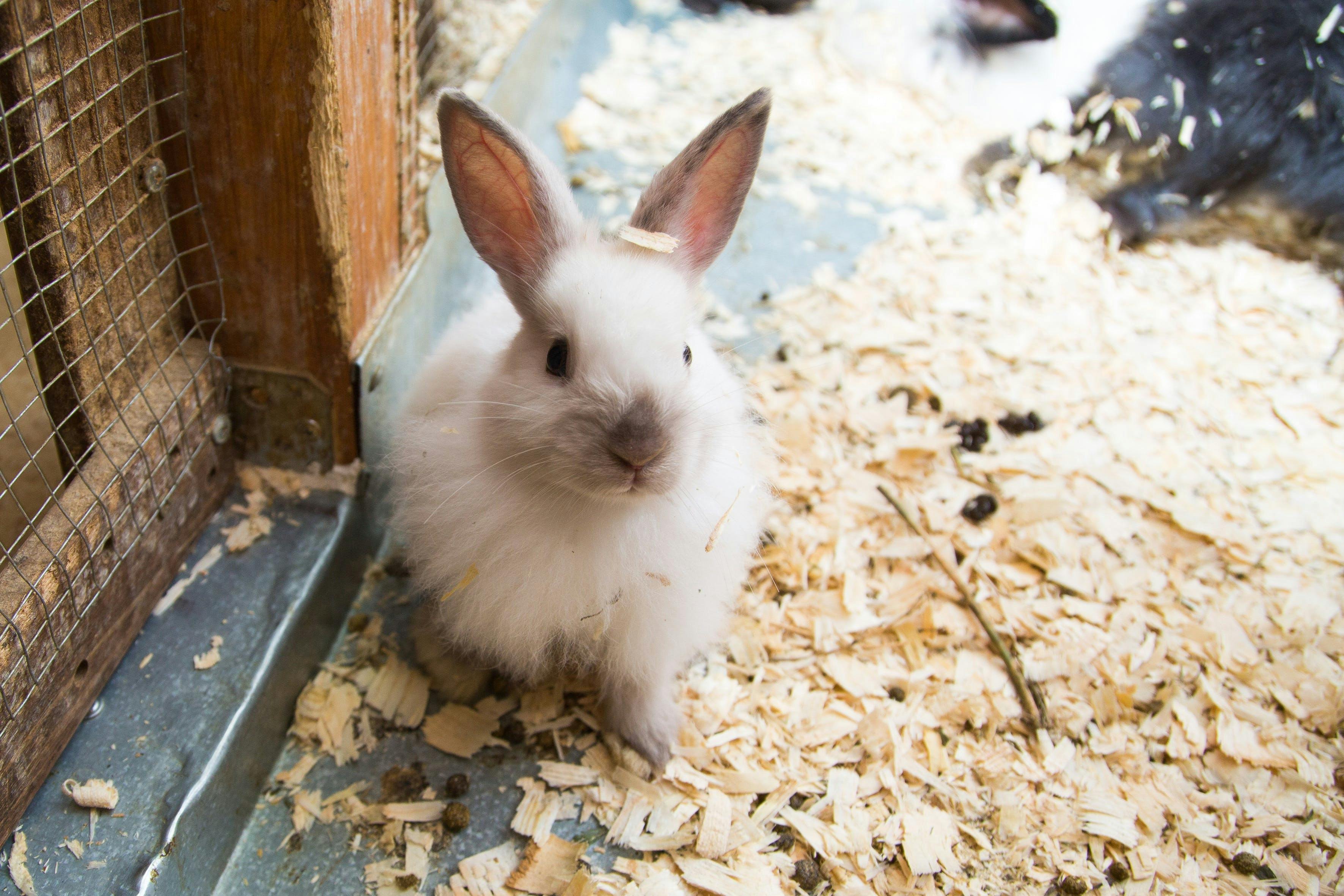 Rabbit Image